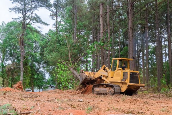 Trees Clearing in Grass Valley