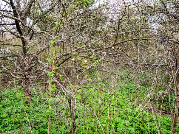 Underbrush Clearing in Grass Valley