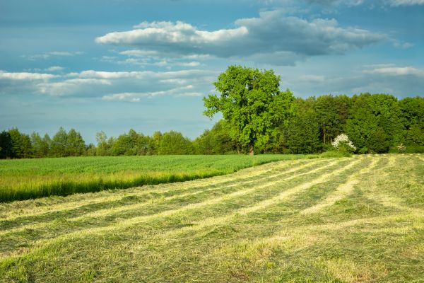 Cost of Vegetation Removal in Grass Valley