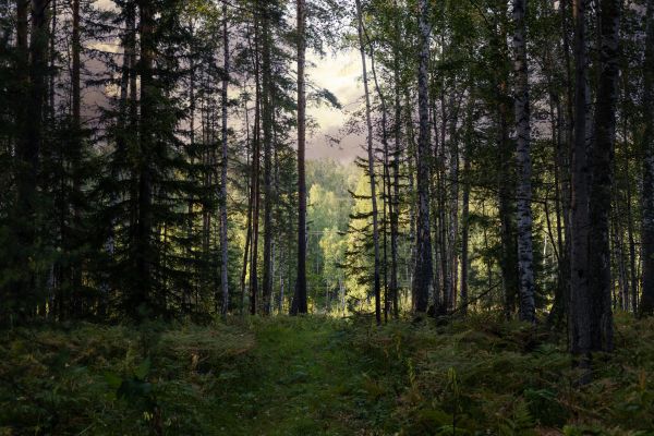 Cost of Pine Tree Clearing in Grass Valley