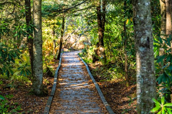 Cost of Trail Clearing in Grass Valley